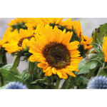 Sončnična semena GIRASOL